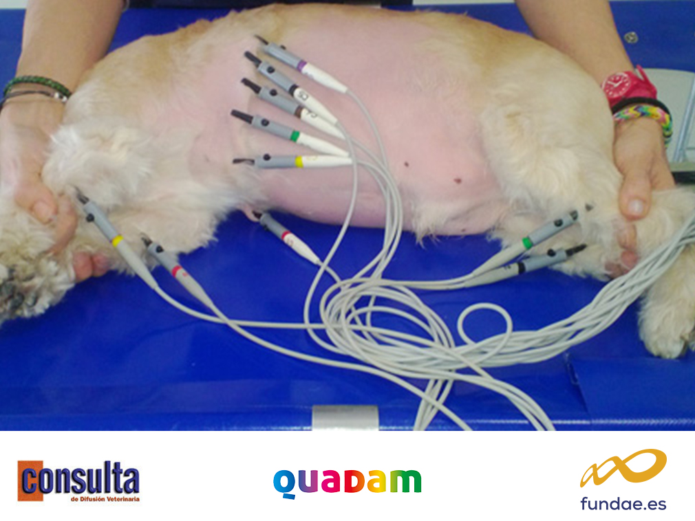 Curso de electrocardiografía en perro y gato