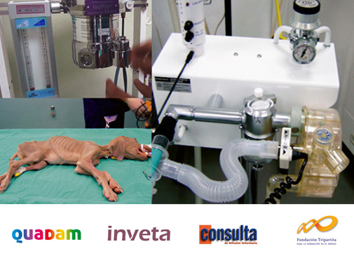 Curso anestesia inhalatoria en perros y gatos de Quadam Curso anestesia inhalatoria en perros y gatos de Quadam
