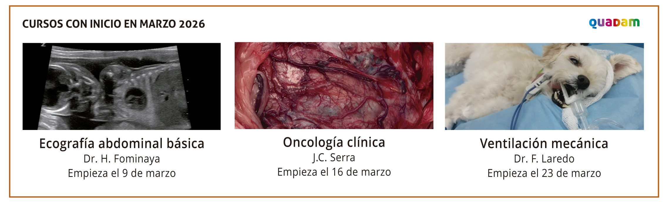 Revista Consulta de Difusión Veterinaria