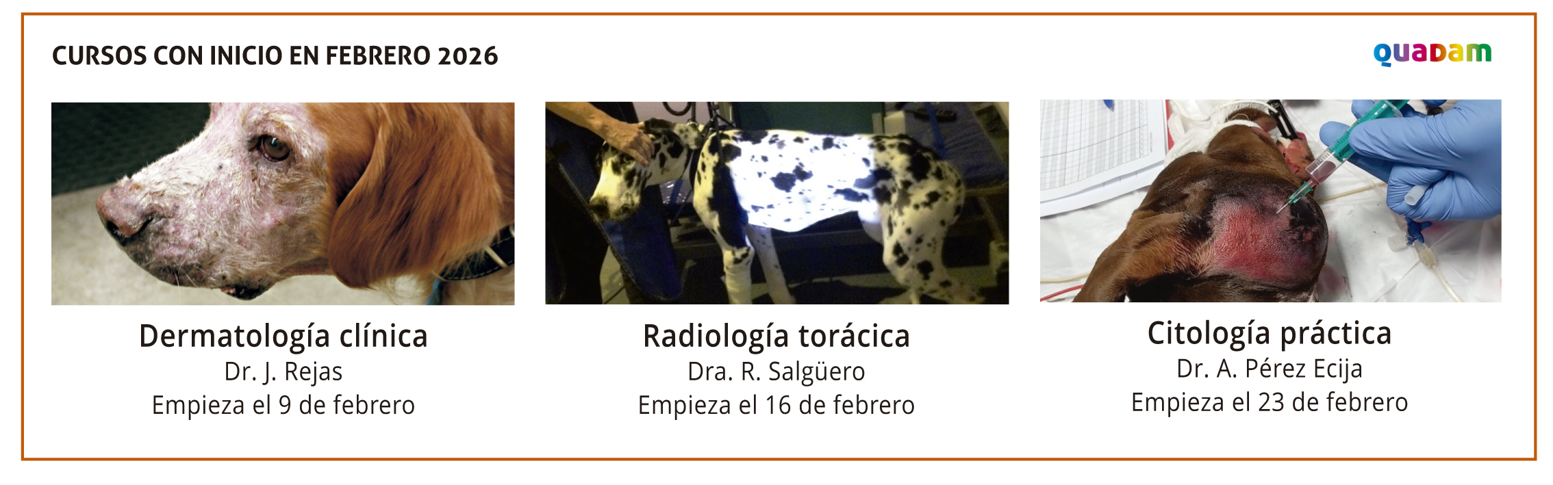 Revista Consulta de Difusión Veterinaria