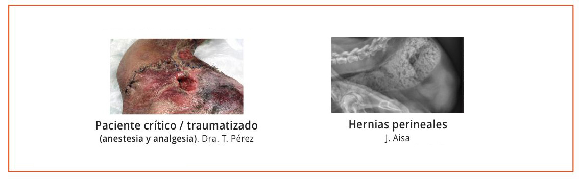 Revista Consulta de Difusión Veterinaria