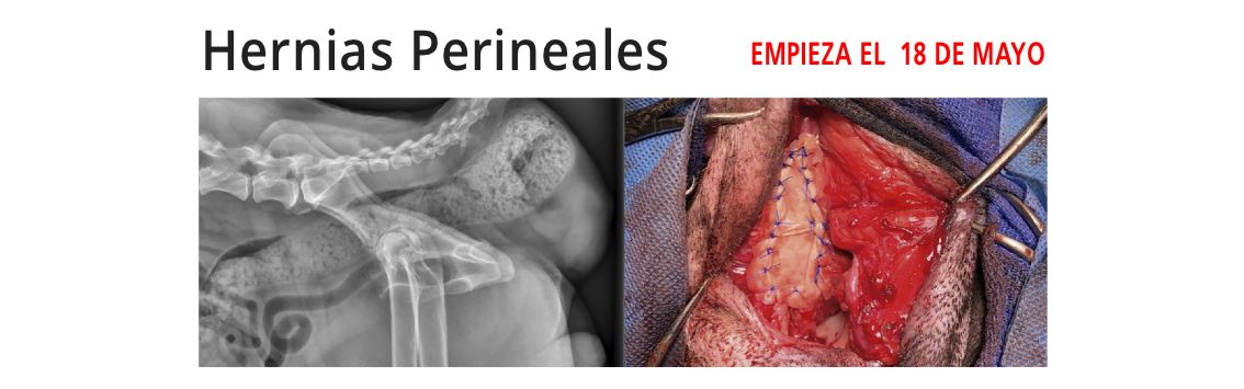 Revista Consulta de Difusión Veterinaria