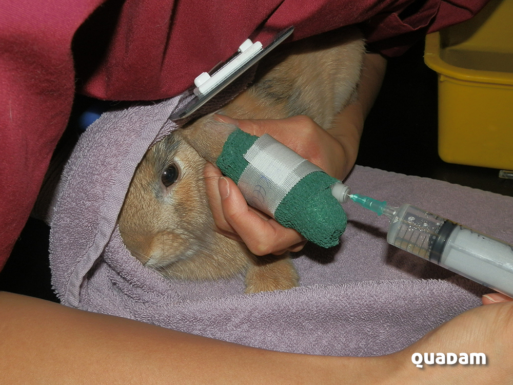 Curso Medicina y cirugía en conejos
